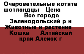 Очаровательные котята шотландцы › Цена ­ 2 000 - Все города, Зеленодольский р-н Животные и растения » Кошки   . Алтайский край,Алейск г.